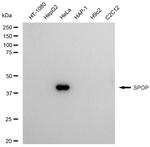 SPOP Antibody in Western Blot (WB)