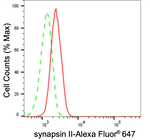 Synapsin II Antibody in Flow Cytometry (Flow)