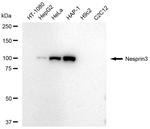 SYNE3 Antibody in Western Blot (WB)