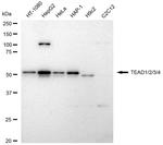 TEAD1/2/3/4 Antibody in Western Blot (WB)