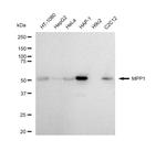 MPP1 Recombinant Rabbit Monoclonal Antibody (23GB4770)