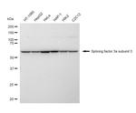 SF3A3 Recombinant Rabbit Monoclonal Antibody (23GB4775)