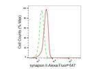Synapsin II Antibody in Flow Cytometry (Flow)