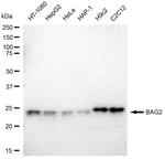 BAG2 Antibody in Western Blot (WB)