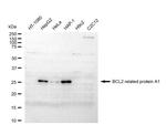 BCL2A1 Antibody in Western Blot (WB)