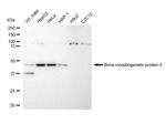 BMP-4 Recombinant Rabbit Monoclonal Antibody (23GB4795)