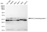 BNIP1 Recombinant Rabbit Monoclonal Antibody (23GB4870)