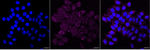 ATP5A1 Antibody in Immunocytochemistry (ICC/IF)