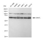 BMAL1 Recombinant Rabbit Monoclonal Antibody (23GB4875)
