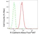 CDH4 Antibody in Flow Cytometry (Flow)