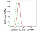 K-cadherin Antibody in Flow Cytometry (Flow)