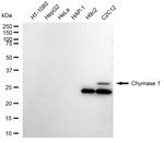 Mast Cell Chymase Recombinant Rabbit Monoclonal Antibody (23GB5095)