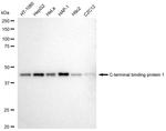 CtBP1 Recombinant Rabbit Monoclonal Antibody (23GB5115)
