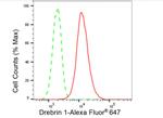 Drebrin Antibody in Flow Cytometry (Flow)