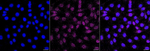 Dynamin 1 Recombinant Rabbit Monoclonal Antibody (23GB5165)