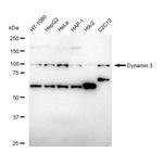 Dynamin 3 Recombinant Rabbit Monoclonal Antibody (23GB5175)