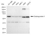 DOK1 Antibody in Western Blot (WB)