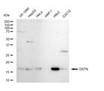 Destrin Recombinant Rabbit Monoclonal Antibody (23GB5225)