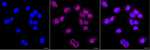 DTL Antibody in Immunocytochemistry (ICC/IF)