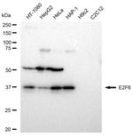E2F6 Recombinant Rabbit Monoclonal Antibody (23GB5255)