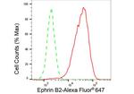 Ephrin B2 Antibody in Flow Cytometry (Flow)