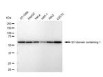 EHD1 Recombinant Rabbit Monoclonal Antibody (23GB5280)