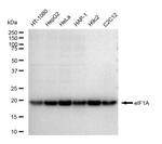 eIF1AX Recombinant Rabbit Monoclonal Antibody (23GB5285)