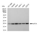 eIF1AX Recombinant Rabbit Monoclonal Antibody (23GB5290)