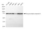 EXOC3 Antibody in Western Blot (WB)