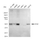 EYA2 Recombinant Rabbit Monoclonal Antibody (23GB5350)