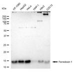 FDX1 Recombinant Rabbit Monoclonal Antibody (23GB5395)