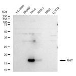 FHIT Antibody in Western Blot (WB)