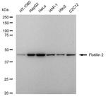 Flotillin 2 Recombinant Rabbit Monoclonal Antibody (23GB5435)