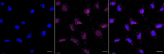 FOXO1 Recombinant Rabbit Monoclonal Antibody (23GB5450)