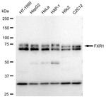 FXR1 Recombinant Rabbit Monoclonal Antibody (23GB5465)