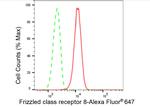 FZD8 Antibody in Flow Cytometry (Flow)