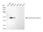 FZD9 Antibody in Western Blot (WB)