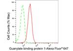 GBP1 Antibody in Flow Cytometry (Flow)