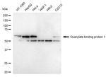 GBP1 Recombinant Rabbit Monoclonal Antibody (23GB5530)