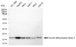 GDF3 Recombinant Rabbit Monoclonal Antibody (23GB5540)