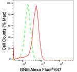 GNE Antibody in Flow Cytometry (Flow)