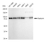 Gephyrin Recombinant Rabbit Monoclonal Antibody (23GB5590)