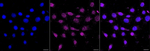 CXCL11 Antibody in Immunocytochemistry (ICC/IF)