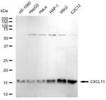 CXCL11 Recombinant Rabbit Monoclonal Antibody (23GB5640)