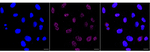 Cystatin A Recombinant Rabbit Monoclonal Antibody (23GB5665)