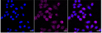 CXCL5 Antibody in Immunocytochemistry (ICC/IF)