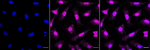 Complement C4 Recombinant Rabbit Monoclonal Antibody (23GB4985)