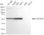 Cdc42EP1 Antibody in Western Blot (WB)
