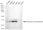 CDCA5 Recombinant Rabbit Monoclonal Antibody (23GB5750)
