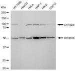 CYP2D6 Recombinant Rabbit Monoclonal Antibody (23GB5800)